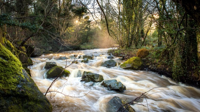 The river tumbling over mossy rocks through the wooded glen at Colin Glen