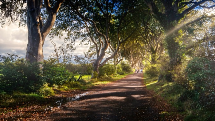 Sunlight streaming through the beech tunnel of the Dark Hedges