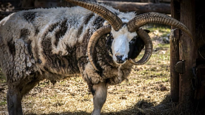 A four-horned rare-breed sheep at Tannaghmore Rare Breeds Farm