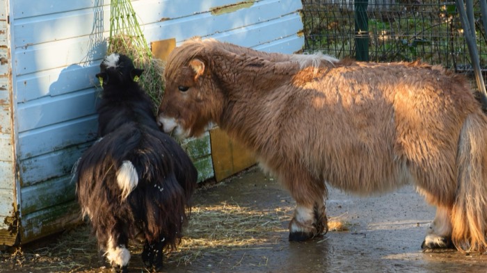A Shetland pony and goat sharing hay at Carrickfergus Urban Farm