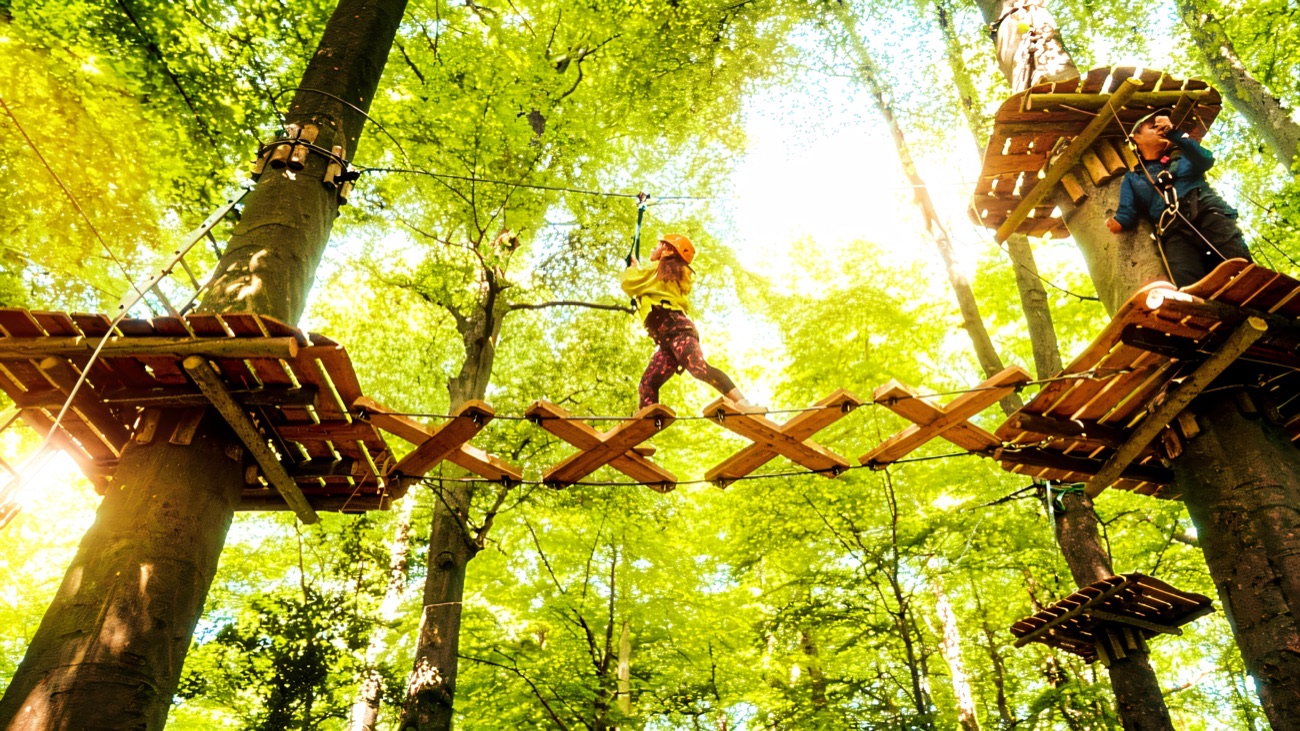A helmeted climber crossing a timber rope bridge high in the sunlit tree canopy at Oakfire Adventures
