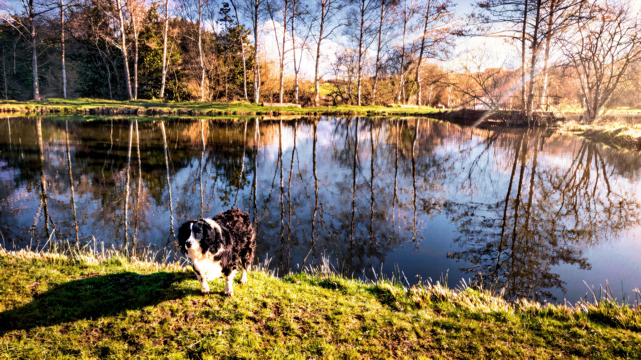 A collie waiting at the water's edge beside the still lake