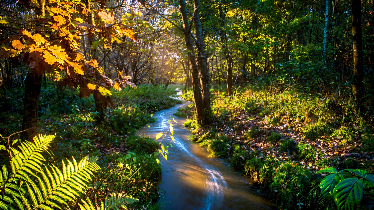 An autumn stream running gold through the woodland along the route