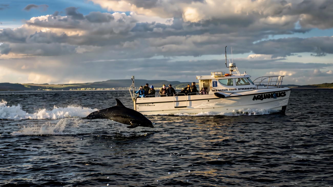 A dolphin breaks the surface right beside the boat — you may spot them on a good day