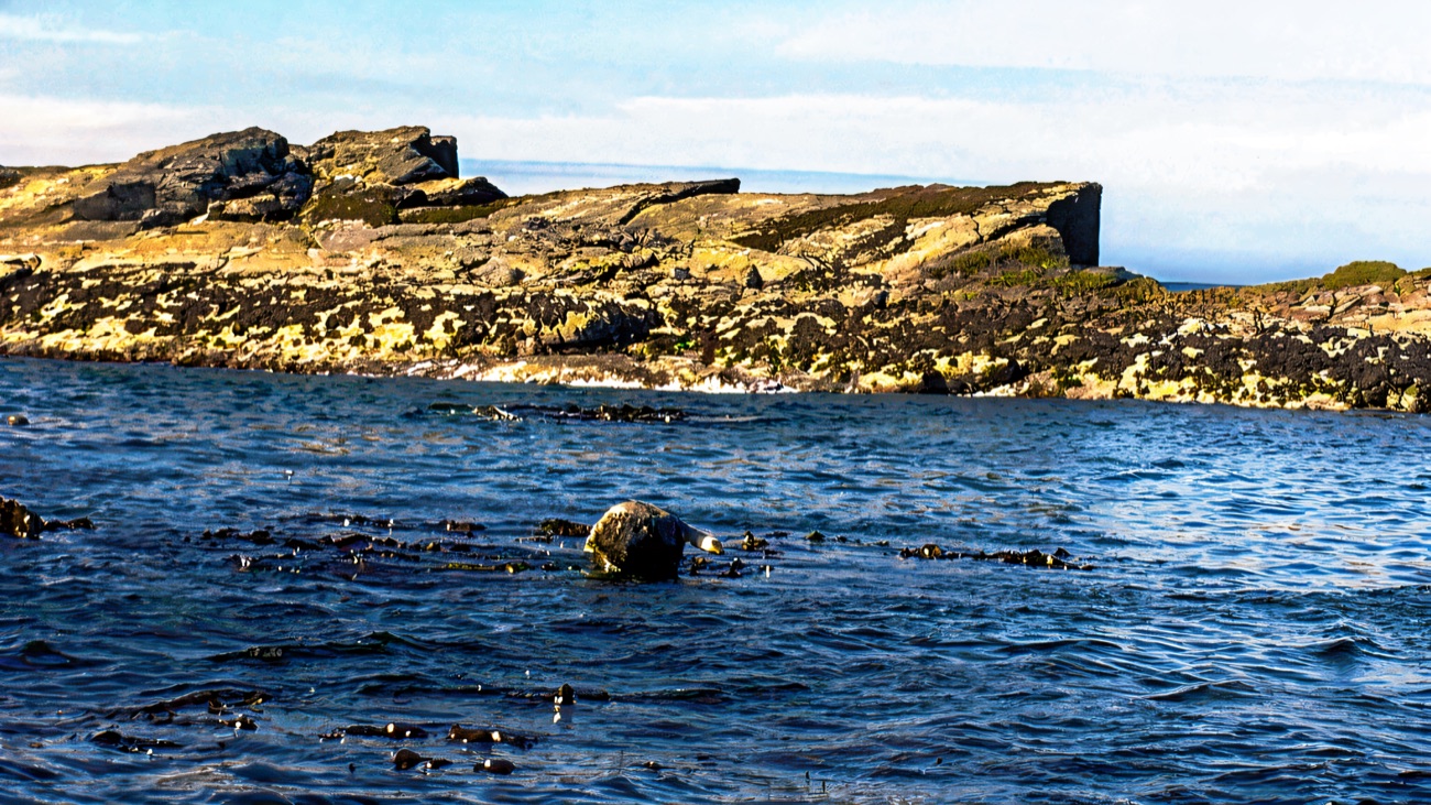 A grey seal hauled out on the skerries, one of the wildlife highlights along the coast
