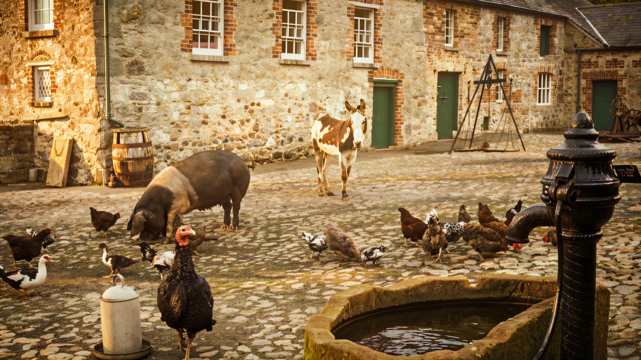 The cobbled farmyard at Ardress House with a pig, a donkey, hens, ducks and a turkey around an old stone water trough and pump