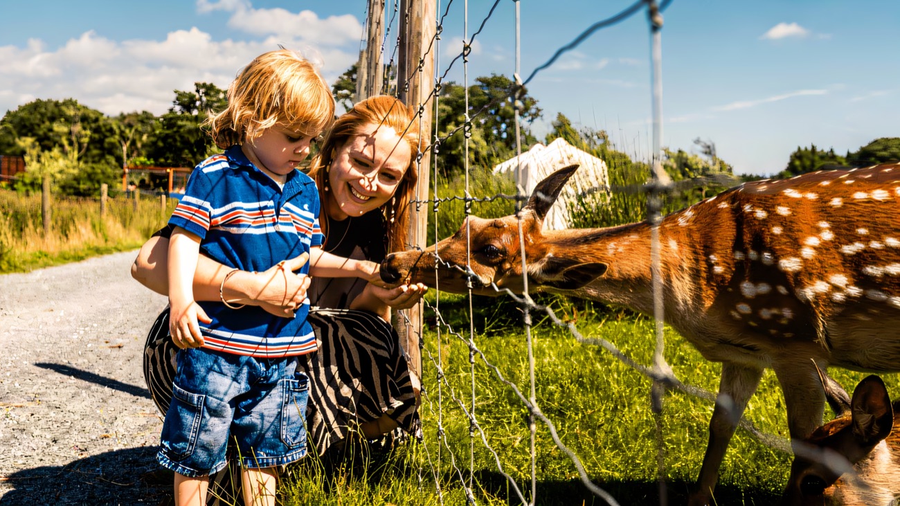 A child and adult feeding a spotted deer through the fence in the sunshine