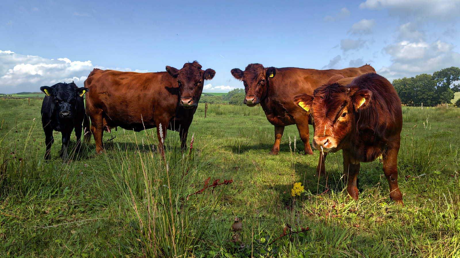 Four small chocolate-brown and black Dexter cattle grazing in a green summer pasture under a blue sky