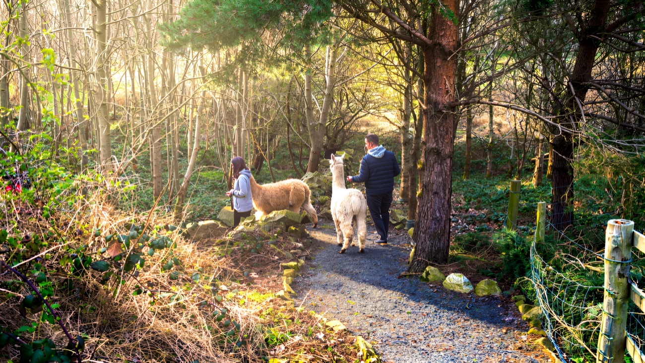 A couple walking two alpacas along a gravel path through woodland on the Ballyburren trail