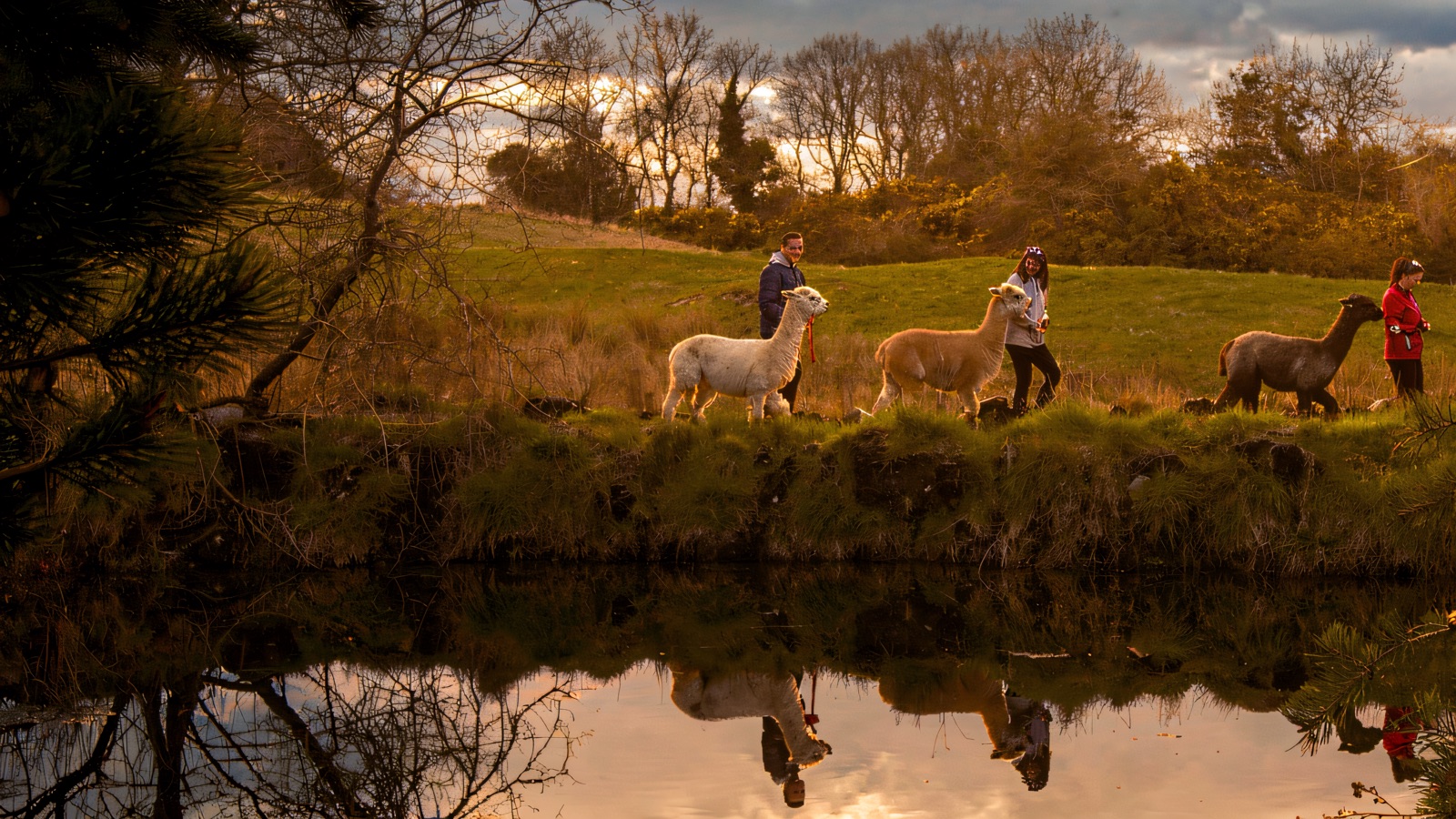 Three alpacas being walked along a grassy path beside a still pond, reflected in the water, with green farmland and gorse behind at Ballyburren
