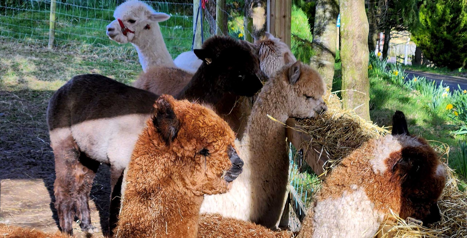Alpacas at Ballyburren Outdoor Escapes
