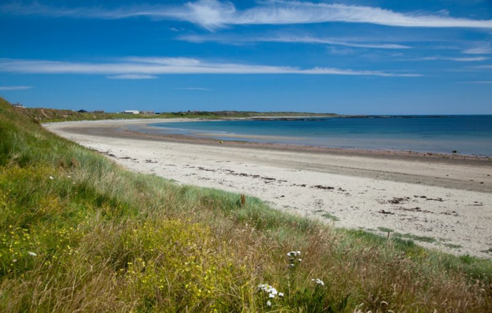 The bright sandy sweep of Ballyhornan Beach on a sunny day, wildflowers on the grassy bank and blue sea beyond on the Lecale coast