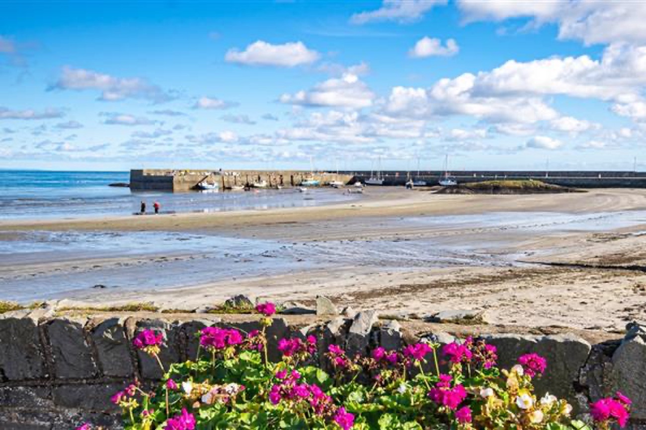 Ballywalter harbour wall and sandy beach on a bright day with pink flowers on the sea wall in the foreground