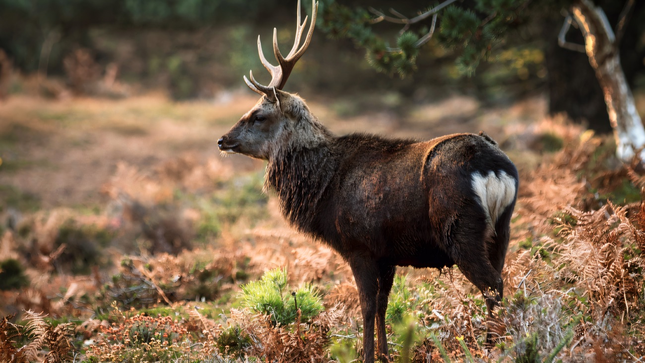 A Japanese Sika stag standing in bracken at the woodland edge
