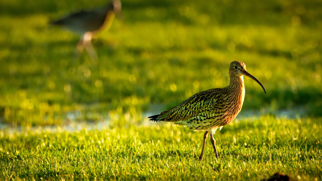 A curlew feeds on the grassland at first light, one of the waders drawn to the lough's edge.
