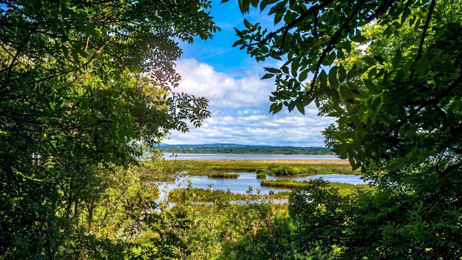 Belfast Lough Nature Reserve