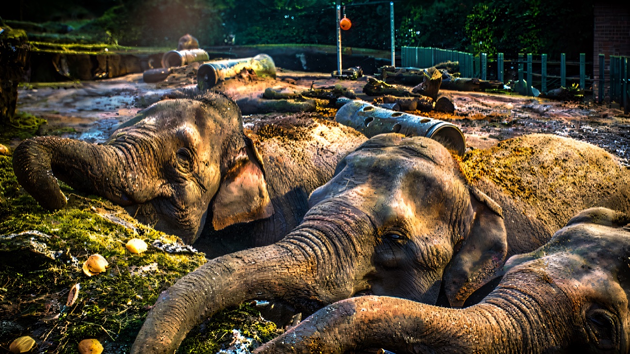 Asian elephants feeding together in their enclosure at Belfast Zoo