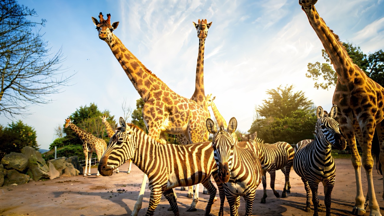 Giraffes and zebras together in their enclosure at Belfast Zoo under a bright sky