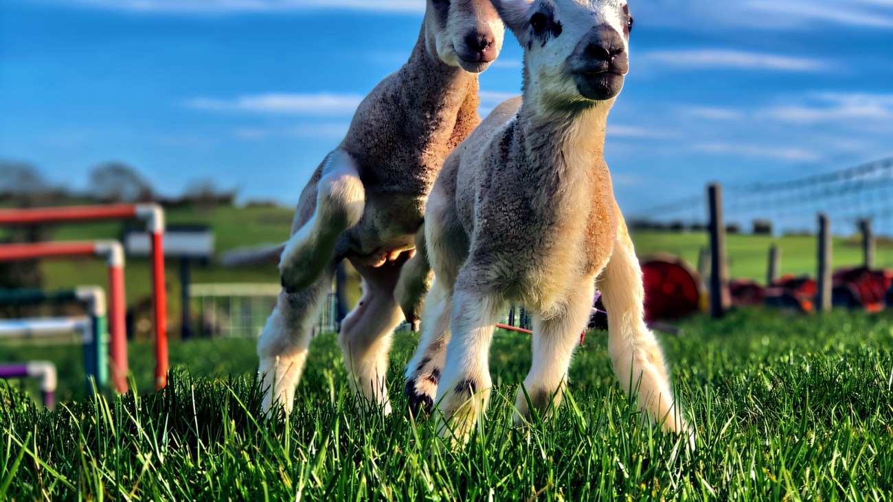 Two young lambs leaping through the grass at Streamvale Open Farm