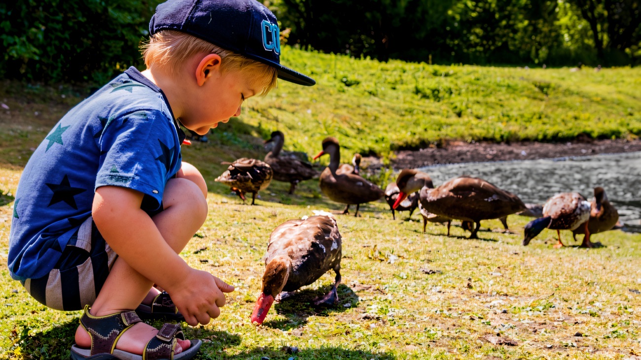 A young boy crouching down to feed the ducks on the grass at Castle Espie Wetland Centre