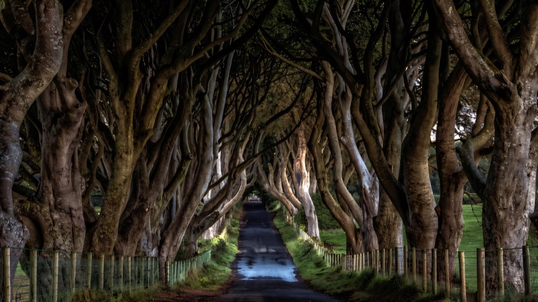 The dark knotted beech tunnel of the Dark Hedges over a quiet road