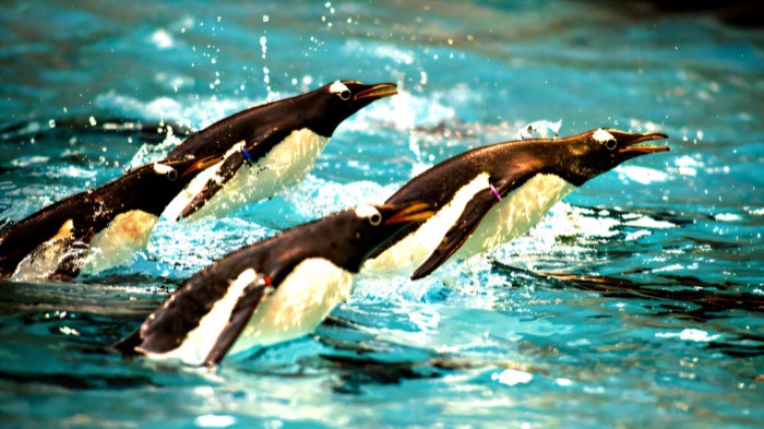 Two gentoo penguins diving through blue water at Belfast Zoo