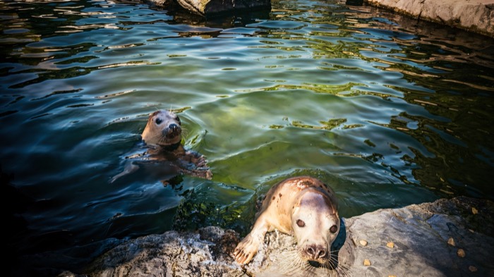 Two rescued seals in the sanctuary pool at Exploris Aquarium