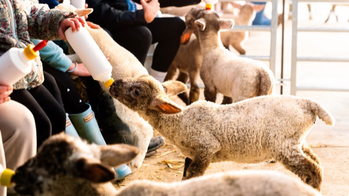 Children bottle-feeding lambs at Streamvale Open Farm