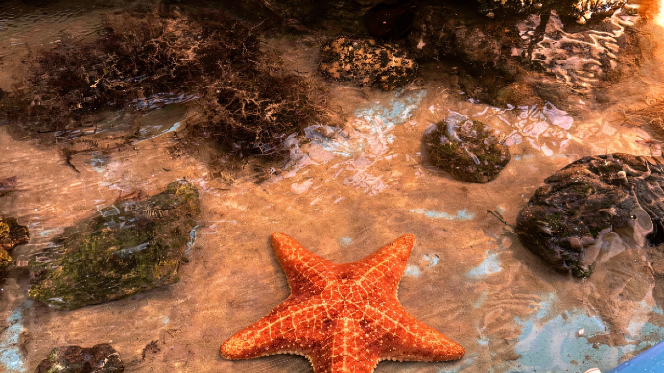 A bright orange starfish in the shallow touch pool at Exploris Aquarium, Portaferry
