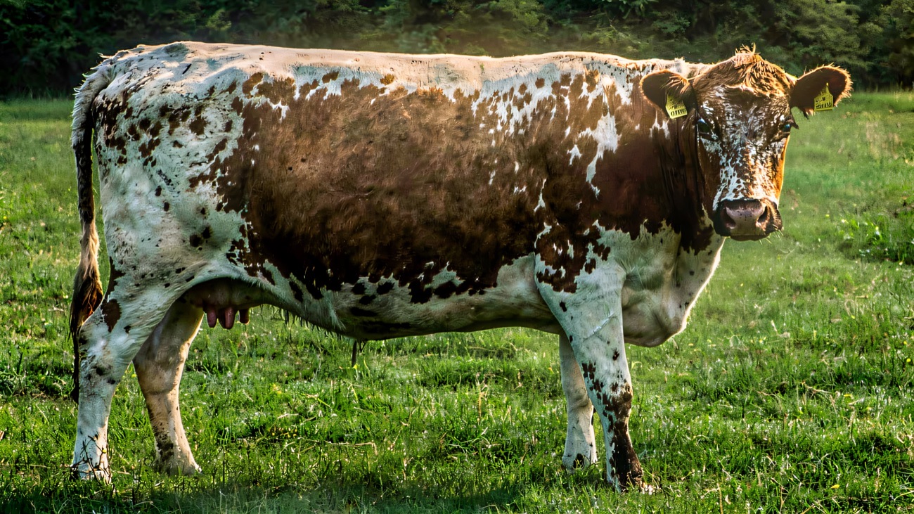 An Irish Moiled cow standing in the grass at Tannaghmore Rare Breeds Farm, Lurgan