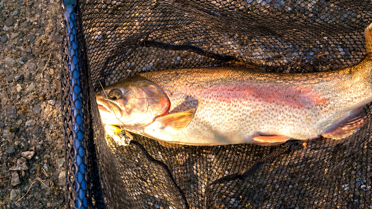 A freshly caught rainbow trout resting in the landing net