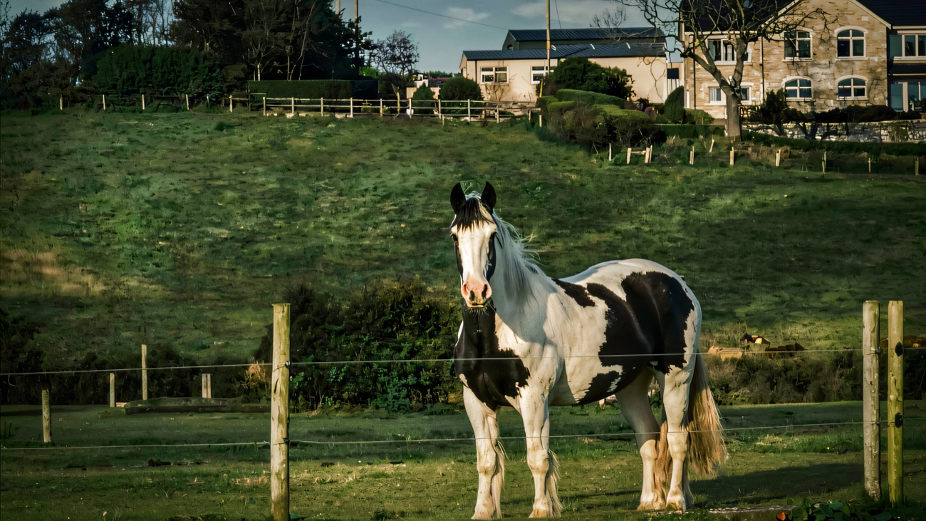 A black-and-white piebald horse grazing in a fenced paddock below the stone farmhouse