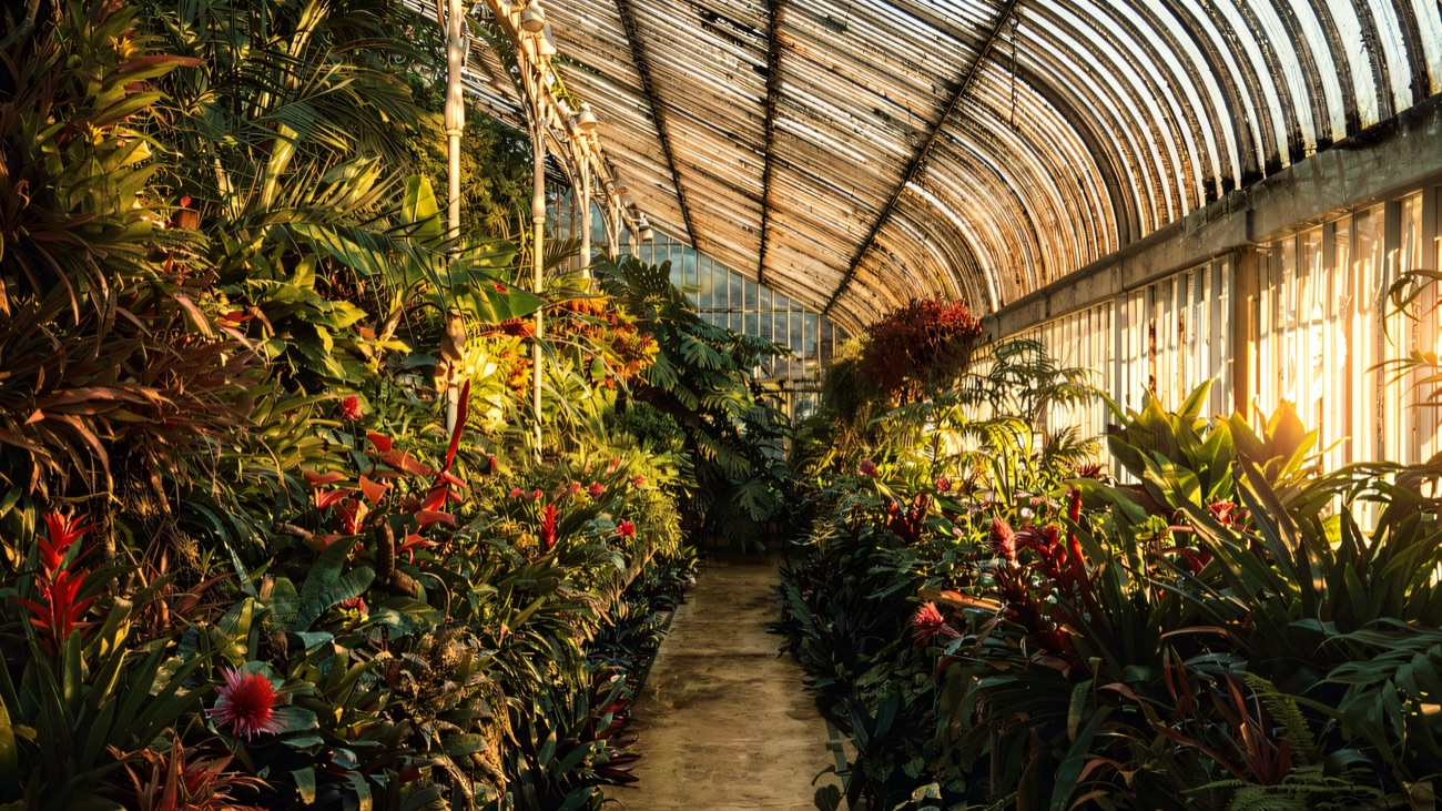 Inside the Palm House — the curved glass roof arching over a path lined with palms and bright bromeliads