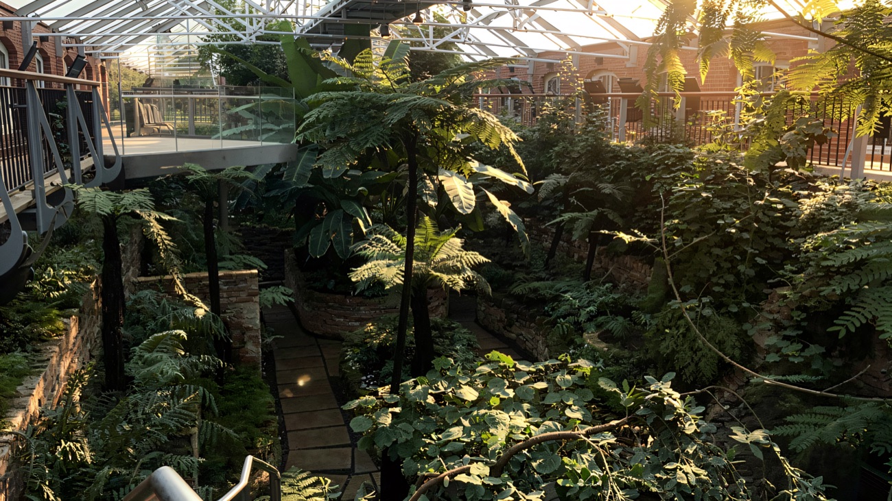 The sunken Tropical Ravine fernery, tree ferns and lush green plants seen from the walkway above