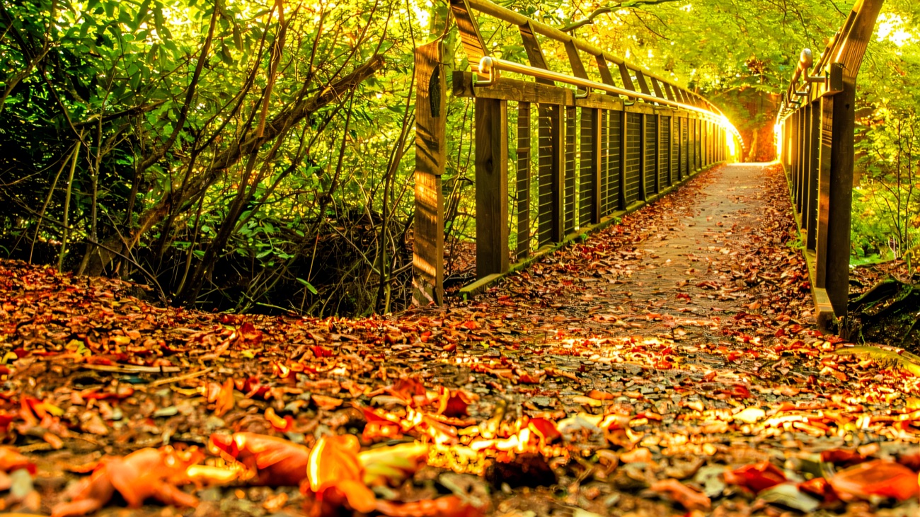 An autumn footbridge on the reserve, its path deep in fallen leaves under golden canopy.