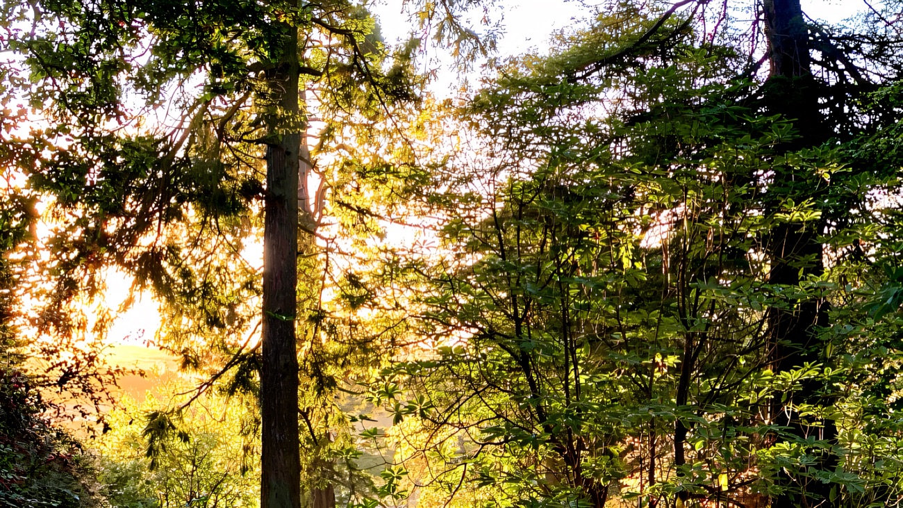 Tall conifers in the Brook Hall arboretum catching low golden light