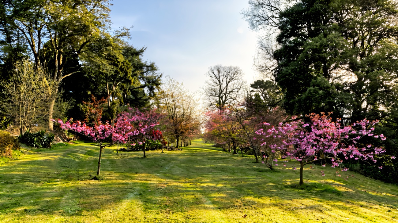 Pink blossom trees lining a grassy avenue through the estate grounds