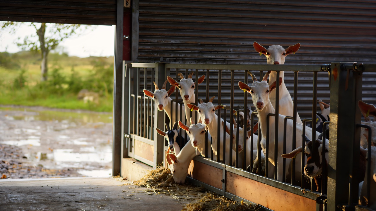 Goats poking their heads out of the barn pen with green fields and open countryside beyond