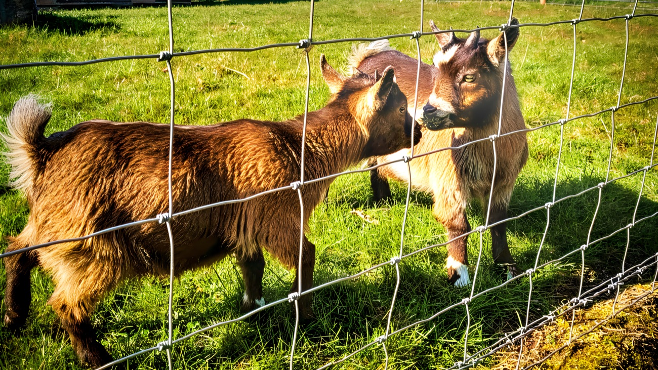 Two pygmy goats meeting at a wire fence in a sunny grassy paddock