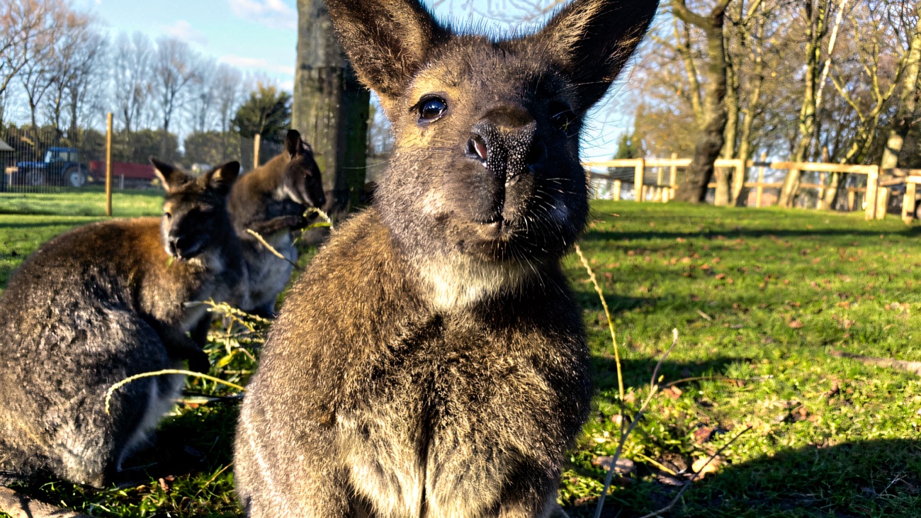 A Bennett's wallaby looking to camera in a green grassy field with more wallabies behind