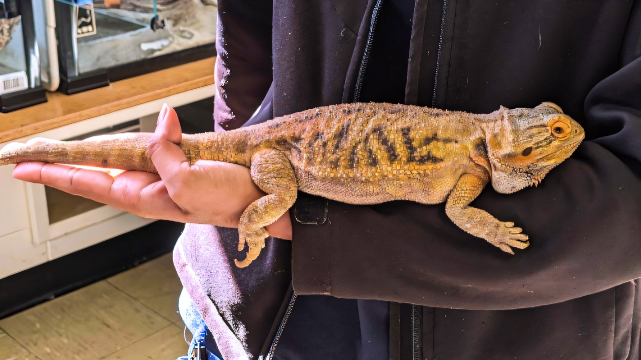 A keeper holding a bearded dragon in the reptile room beside the vivariums