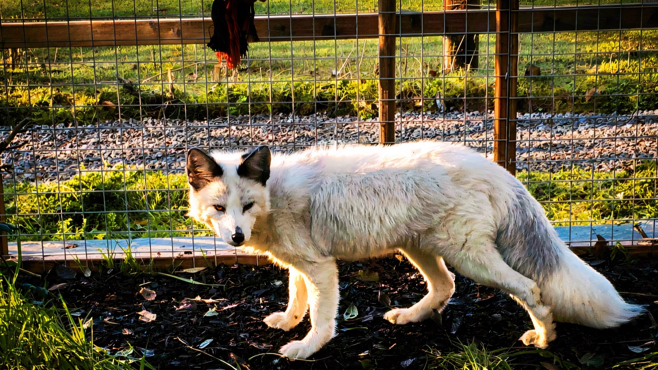 A pale marble fox standing in its enclosure by a rope toy at the park