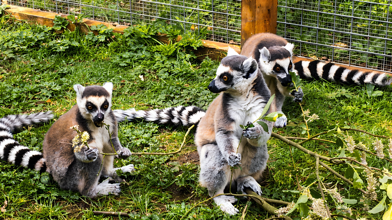 Three ring-tailed lemurs feeding on leafy branches in a grassy enclosure at C&J's Animal Park