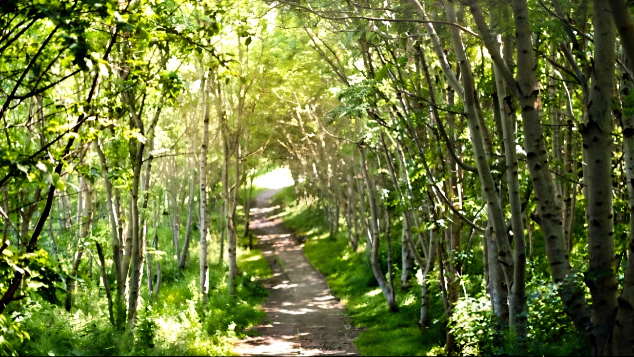 A woodland path at Carnfunnock lined with slender silver birch trees arching overhead in summer green