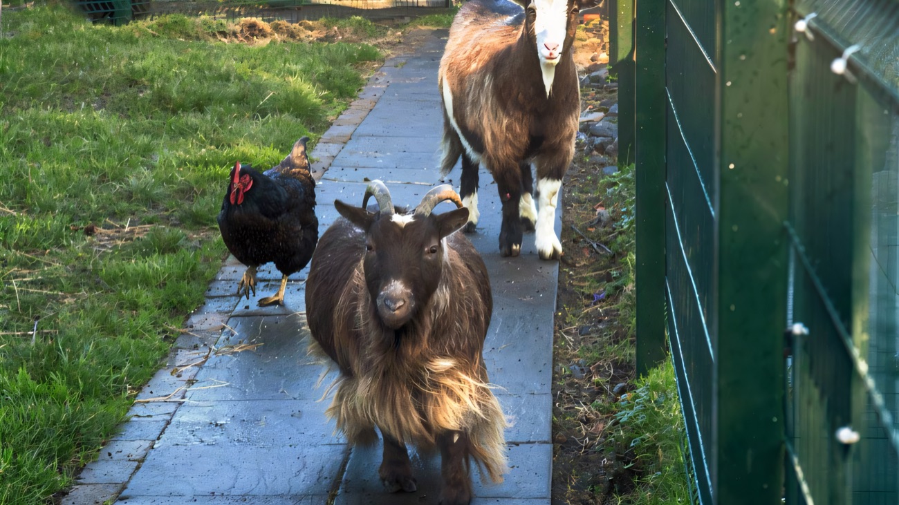 Two goats and a hen walking freely along a path between the animal pens at the farm