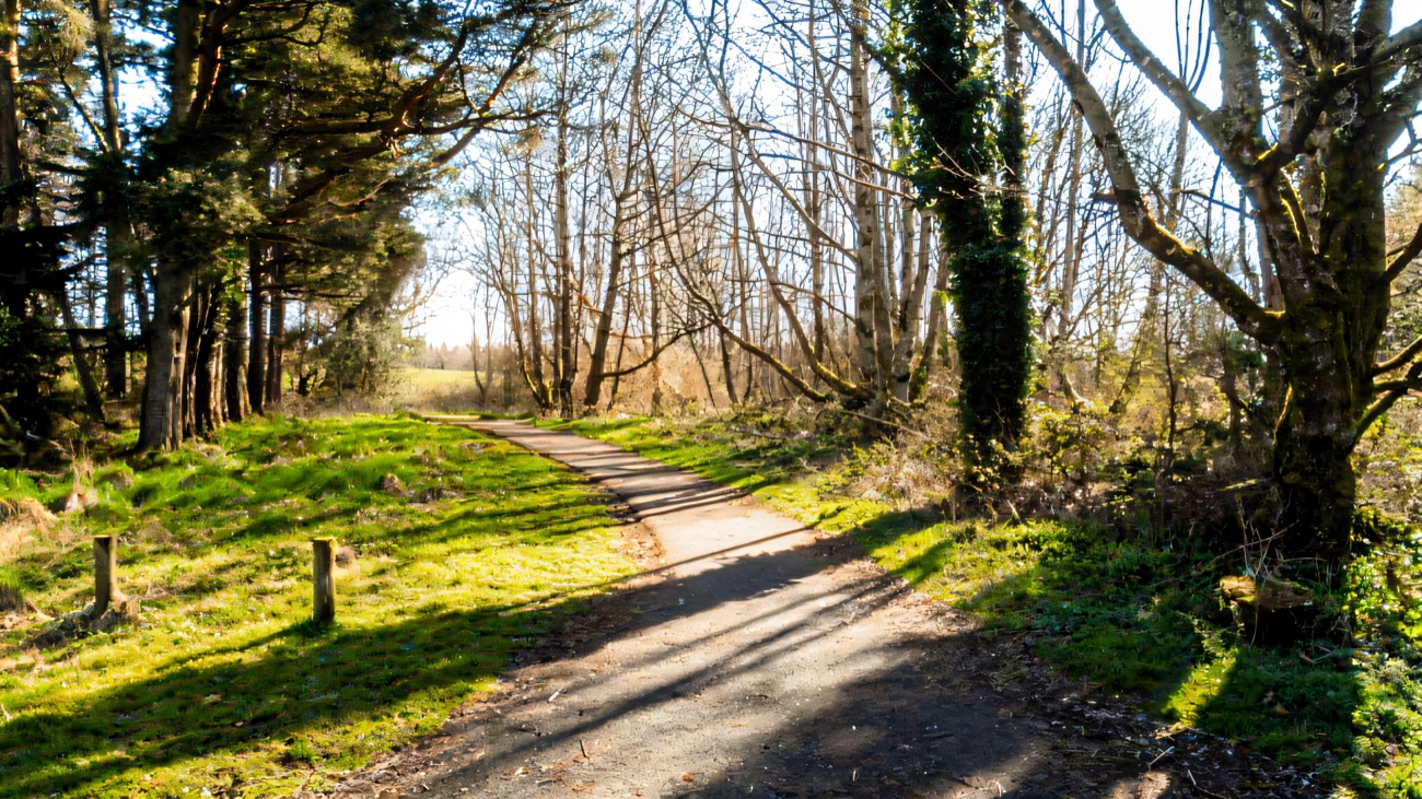 A surfaced woodland trail winding through tall trees at Castle Archdale in bright sunshine