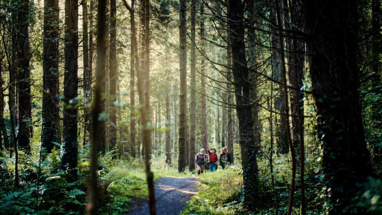 The trail winding through tall pines in the country park woodland