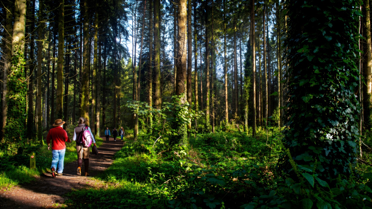 Warm afternoon light falling across a forest path through the park