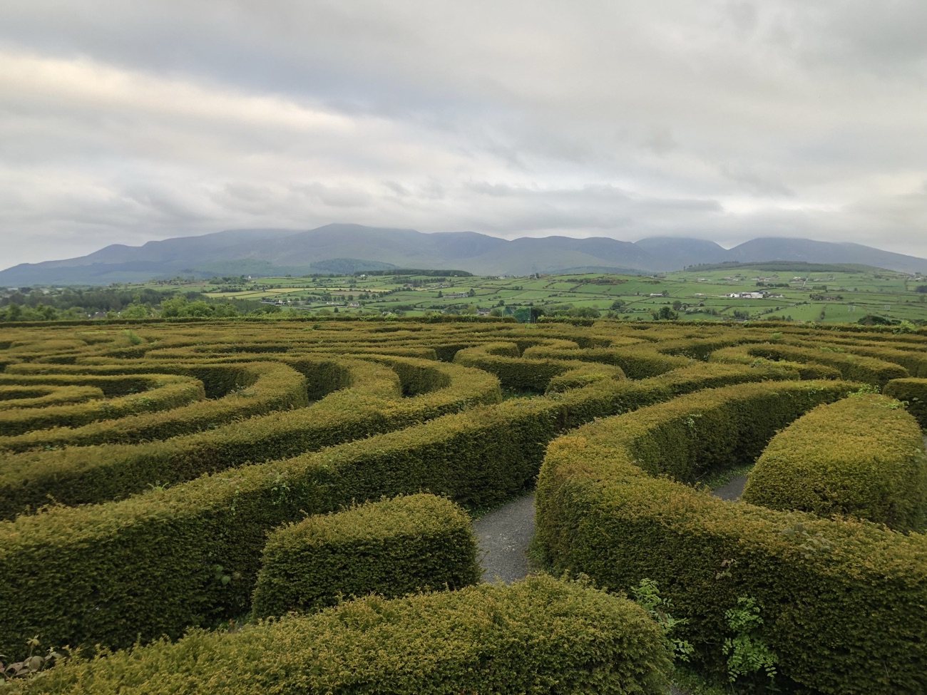 The Peace Maze seen from above, curving hedges with the Mourne Mountains on the horizon