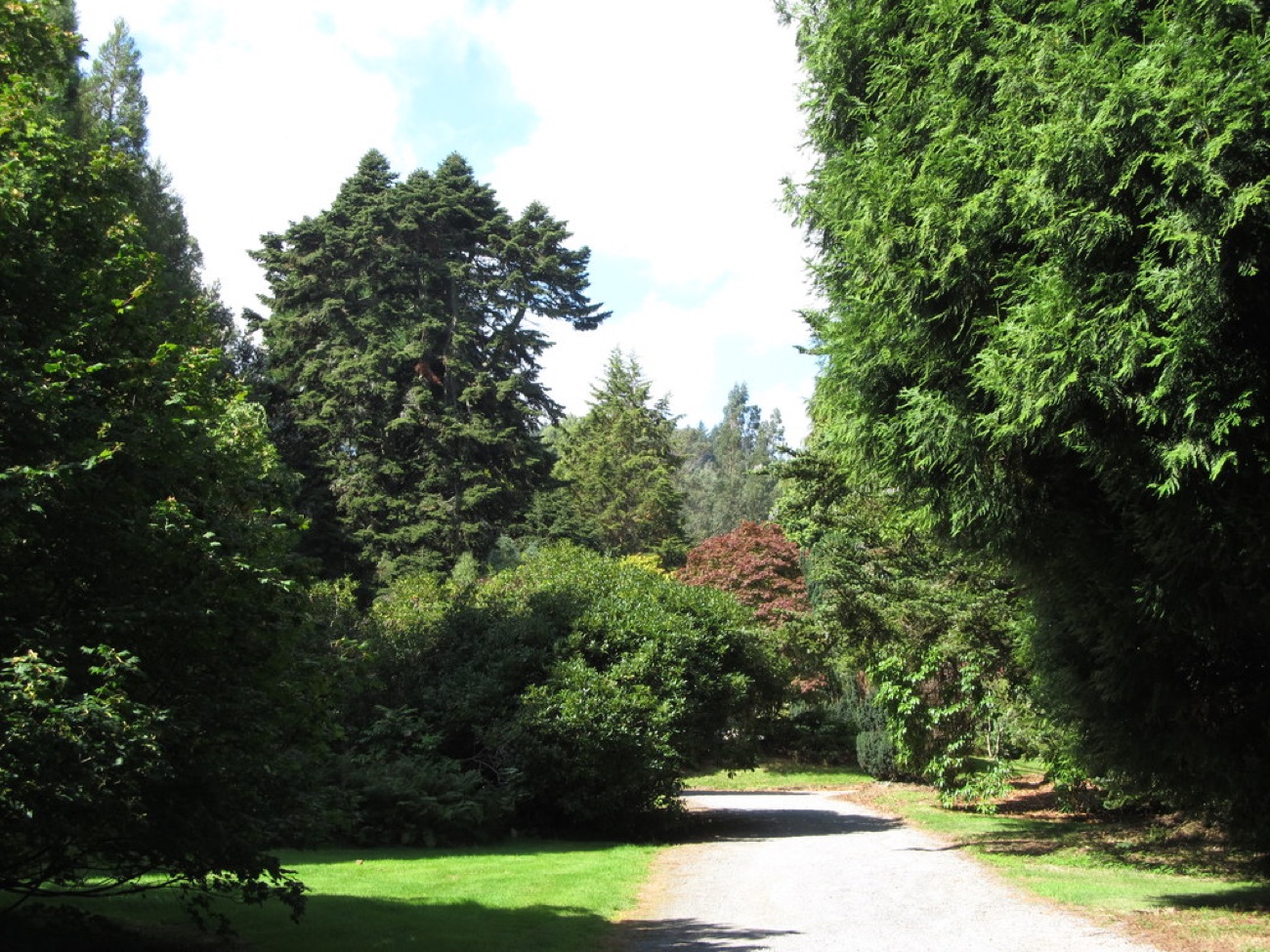 A gravel avenue winding between towering conifers in the National Arboretum